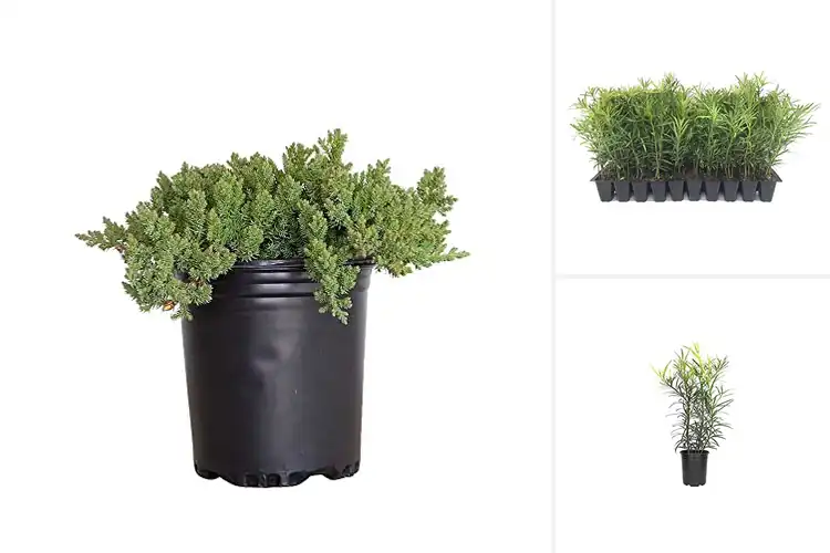 Detailed view of Best Slow Growing Shrubs: Top Picks for Effortless Gardens